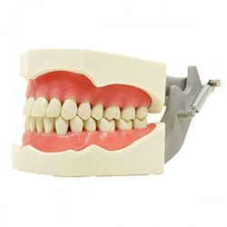 TIPODONTO 860 TIPO COLUMBIA (Adulto o Infantil)