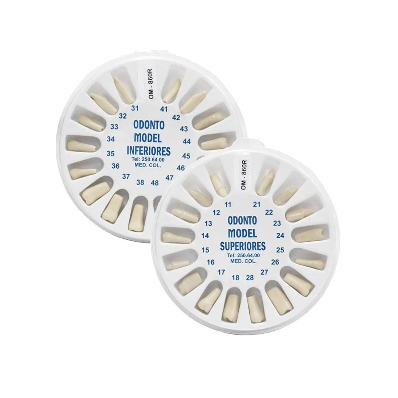 DIENTES PARA TIPODONTO CON CAVIDADES CON 32